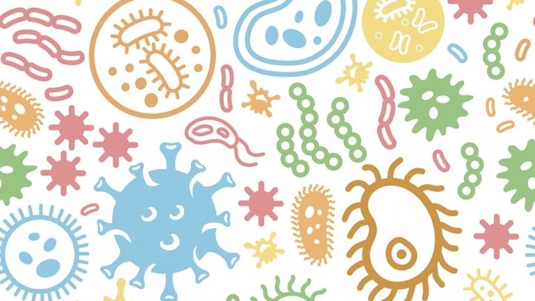 Πώς τα βακτήρια του εντέρου διασφαλίζουν τον υγιή εγκέφαλο