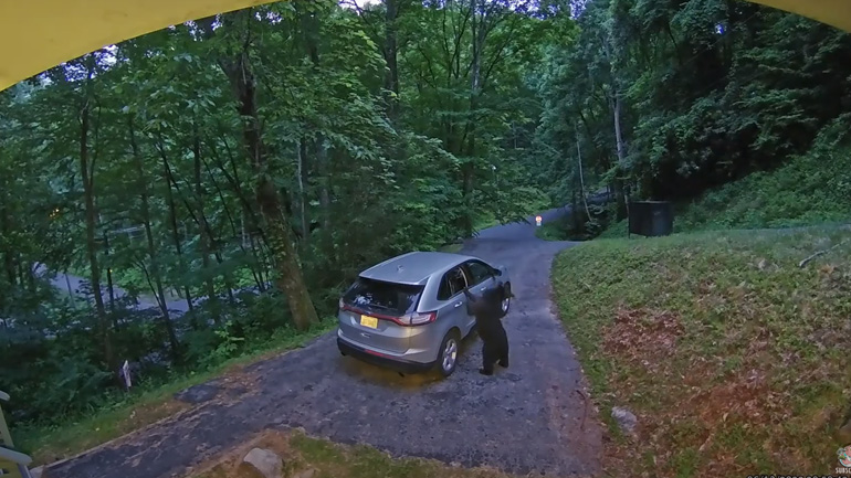 Αρκούδα εισβάλλει σε αυτοκίνητο από το παράθυρο