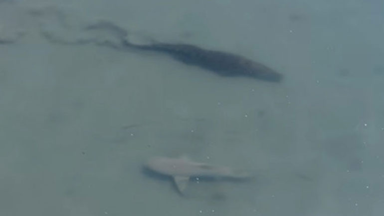 Όταν ο καρχαρίας συνάντησε τον… κροκόδειλο