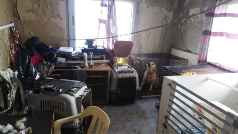 Φυλάκιση 21 μηνών, με αναστολή, στην 60χρονη που κρατούσε 16 σκυλιά σε διαμέρισμα