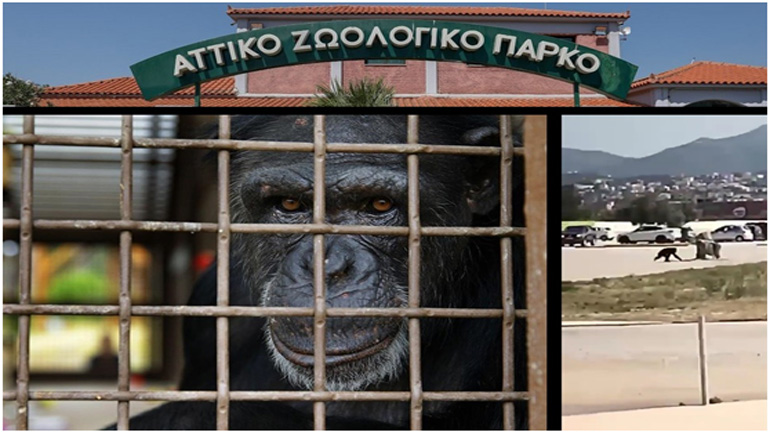 Τα αμείλικτα ερωτήματα για την εκτέλεση τού χιμπατζή στο «Αττικό Ζωολογικό Πάρκο»