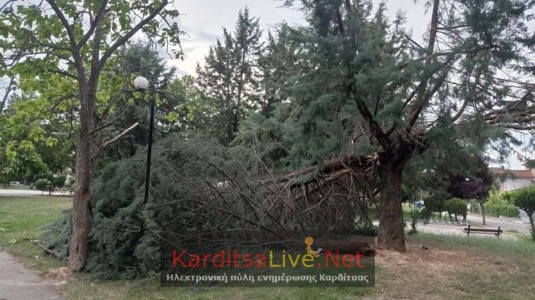 Καρδίτσα: Έπεσαν δέντρα στο πάρκο του Παυσιλύπου και σε άλλα σημεία της πόλης