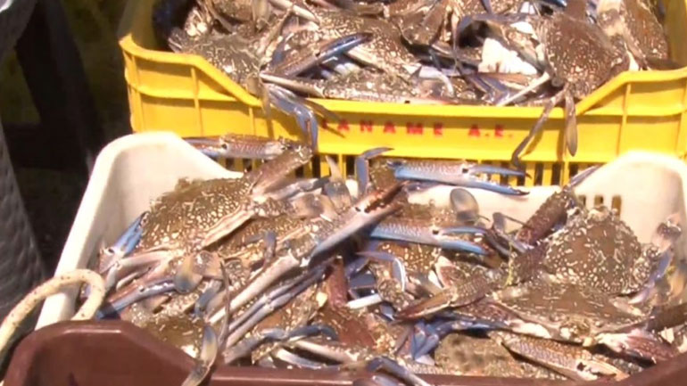 Κρήτη: Γέμισε με μπλε καβούρια από το Σουέζ ο Κόλπος της Ελούντας