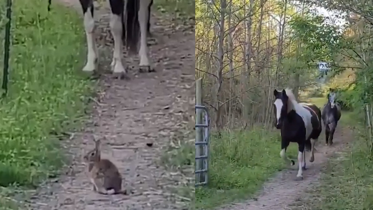 Άλογα vs λαγουδάκι