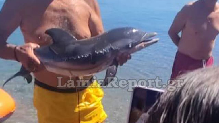 Φθιώτιδα: Εντοπίστηκε νεκρό ένα μωρό δελφίνι σε παραλία στα Καμένα Βούρλα