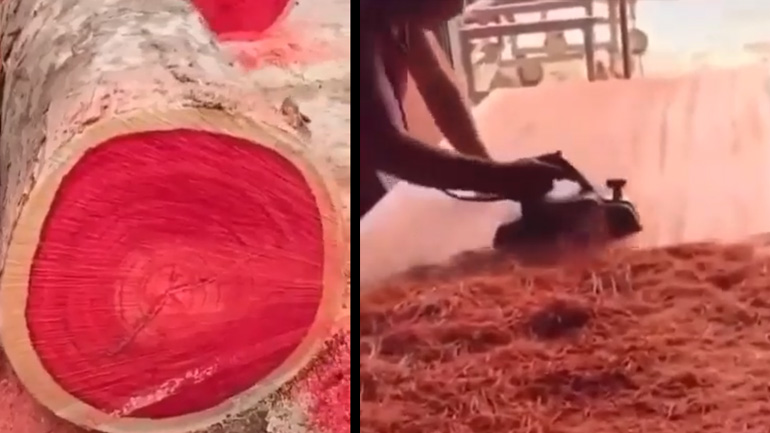 Δέντρο με κόκκινο κορμό