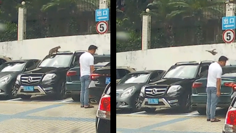 Γάτα εναντίον γυαλισμένου αυτοκινήτου