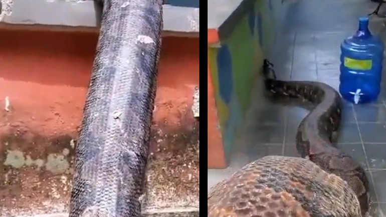 Ανακόντα επισκέπτεται ένα σπίτι