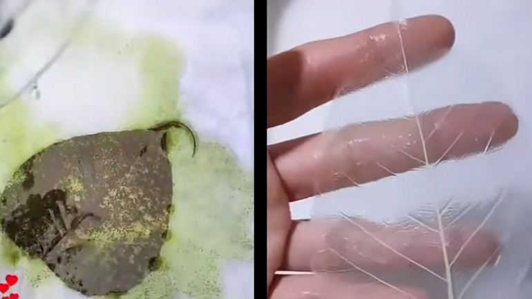 Διαφανές φύλλο 