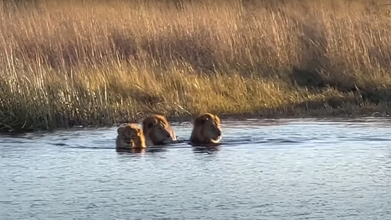 Ιπποπόταμος επιτίθεται σε λιοντάρια που διασχίζουν το ποτάμι