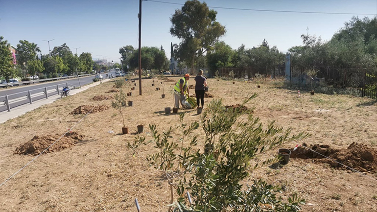 Αιγάλεω: «Ζωντανεύει» ένας νέος Ελαιώνας