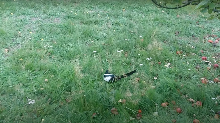 Η μεθυσμένη καρακάξα