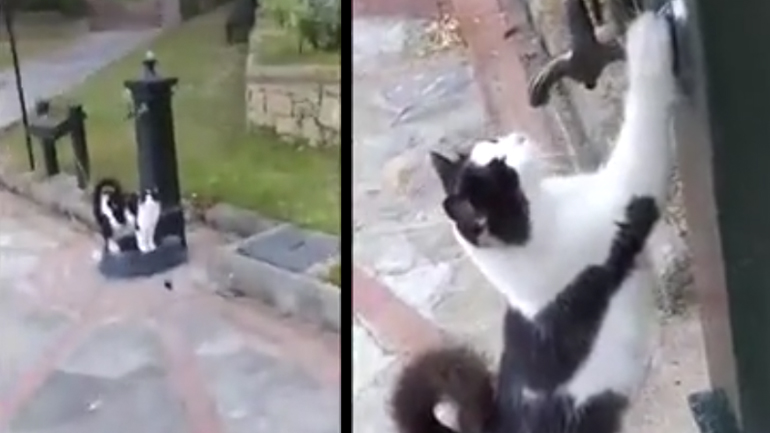 Γάτα θέλει να πιει νερό από τη βρύση