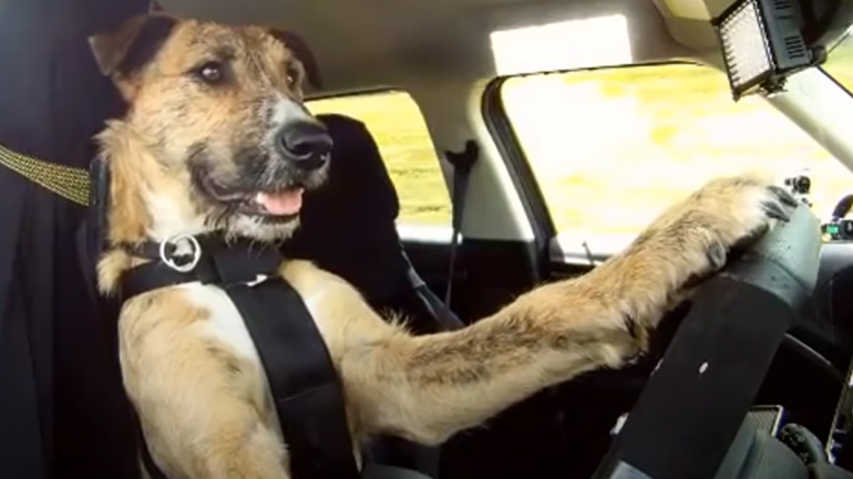 Σκυλάκος μαθαίνει να οδηγάει αυτοκίνητο μετά από 8 εβδομάδες εκπαίδευσης