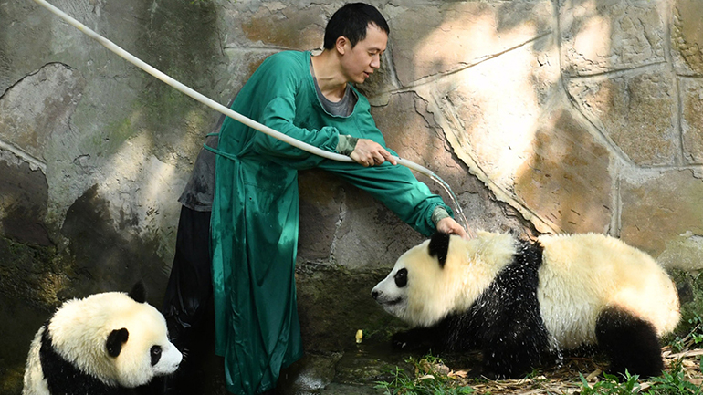 «Φλέγεται» η Κίνα: Οροφές κτηρίων λιώνουν από τη ζέστη – Κάτοικοι δροσίζονται σε υπόγεια πολεμικά καταφύγια «Φλέγεται» η Κίνα: Οροφές κτηρίων λιώνουν από τη ζέστη – Κάτοικοι δροσίζονται σε υπόγεια πολεμικά καταφύγια