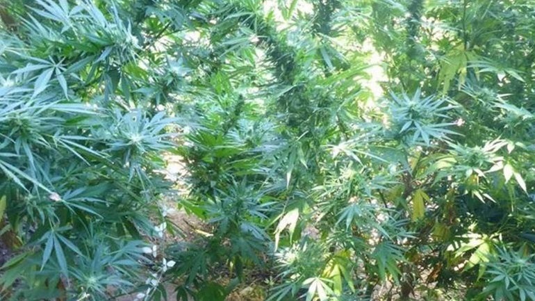 Κόρινθος: Εντοπίστηκε φυτεία με 182 δενδρύλλια κάνναβης