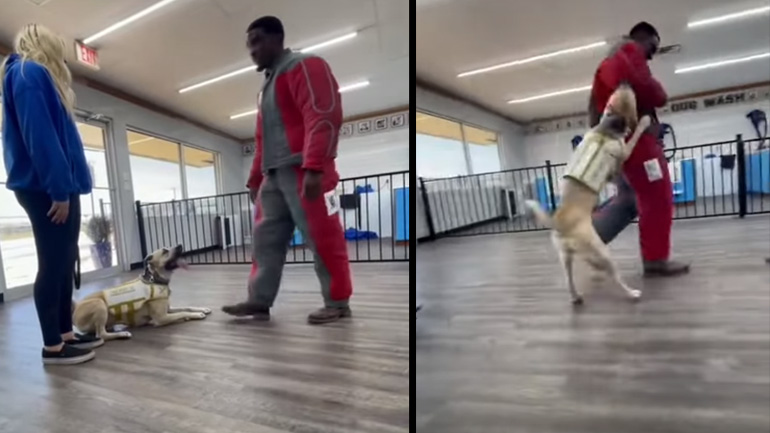 Εκπαίδευση σκύλου