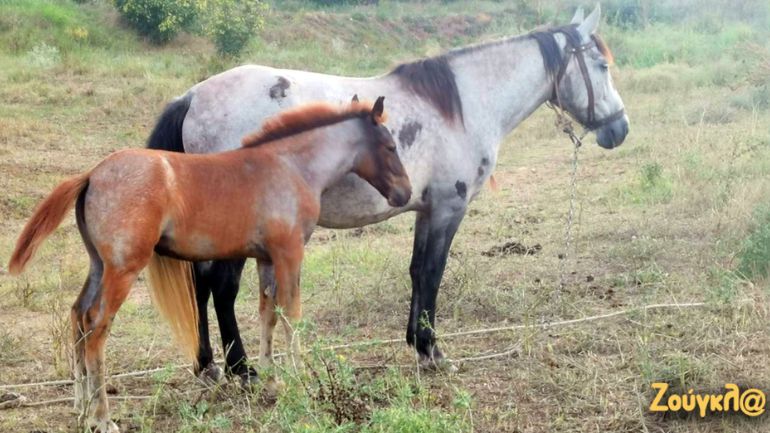 Πουλάρι πίνει γάλα από τη μαμά του