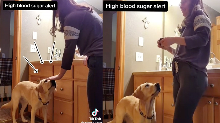 Σκύλος μετράει το ζάχαρο της ιδιοκτήτριάς του
