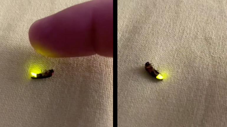 Μια πυγολαμπίδα από κοντά