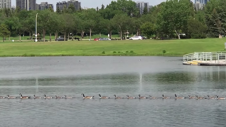 Οι χήνες στη σειρά