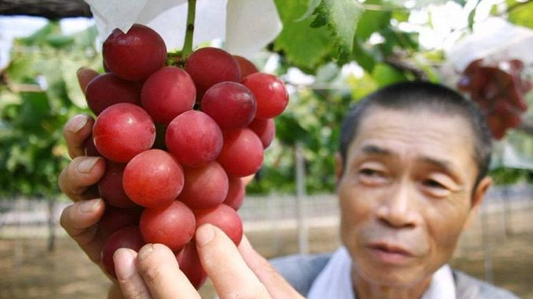 Ιαπωνία: Γιατί ένα τσαμπί σταφύλι αγοράστηκε έναντι 10.700 ευρώ