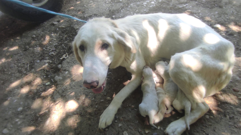 Ηλεία: Τον έπιασαν επ’ αυτοφώρω έτοιμο να πετάξει τσουβάλι με νεογέννητα κουτάβια – Συνελήφθη ο δράστης