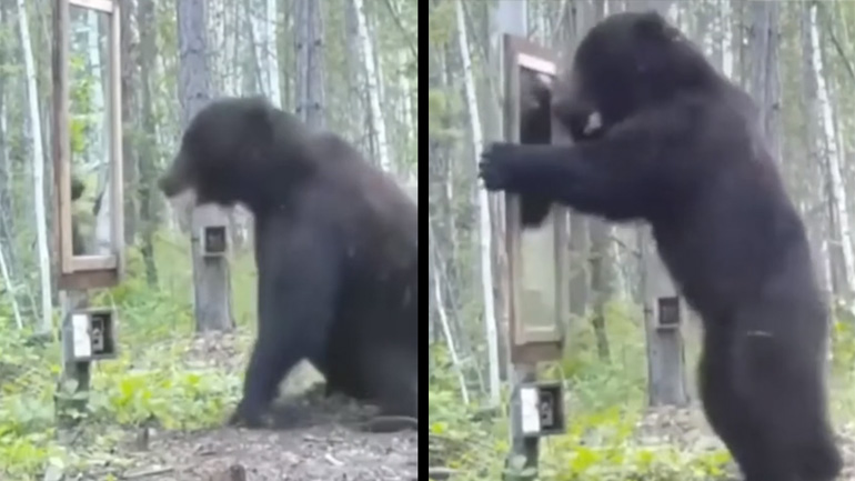 Αρκούδα αντιλαμβάνεται πόσο τρομακτική είναι