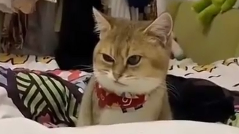 Κάποιες γάτες είναι πολύ κακές!