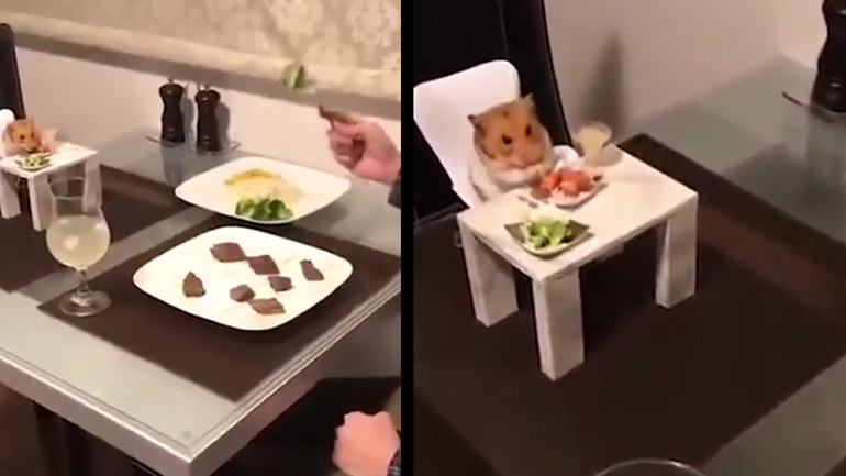 Δείπνο με ένα χάμστερ