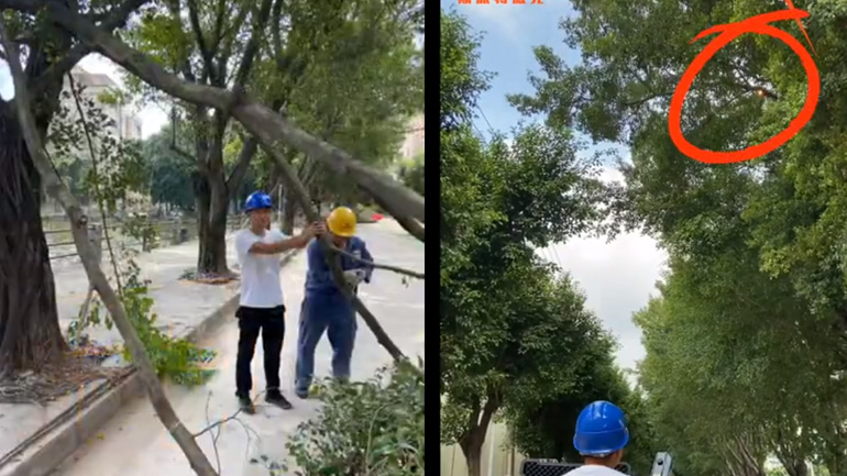 Κοπή κλαδιών με λέιζερ