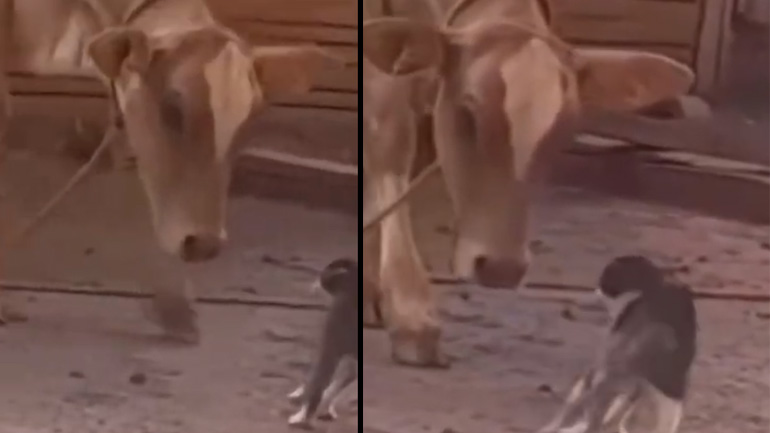 Γάτα εναντίον αγελάδας