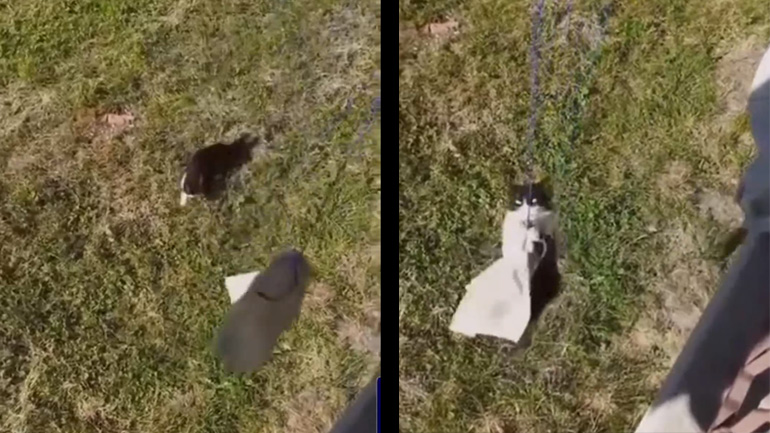 Ασανσέρ γάτας