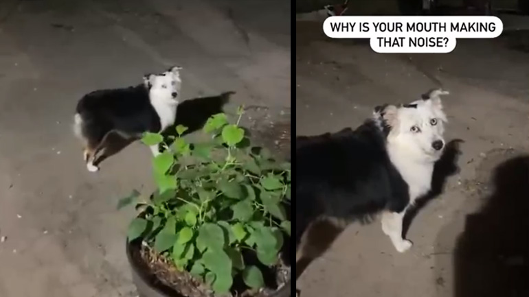 Ο σκύλος και το τζιτζίκι