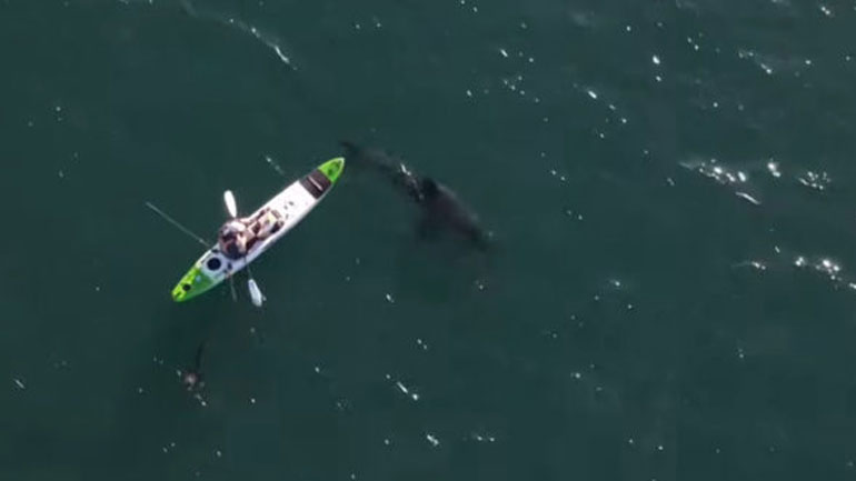 Όταν ο κωπηλάτης του κανό συνάντησε τον μεγάλο λευκό καρχαρία
