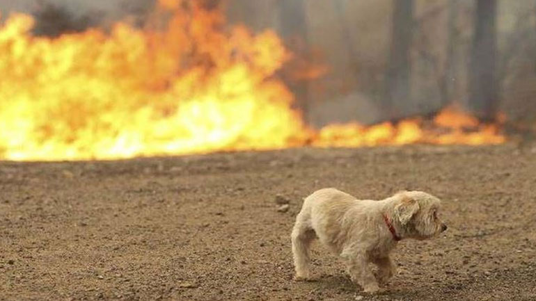 Φωτιά στην Πεντέλη: Πώς να προστατεύσετε τα ζώα από την πυρκαγιά