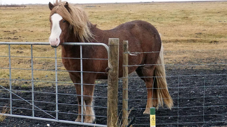 Γαλλία: Πόνι τραυμάτισαν 15 παιδιά και δύο γυναίκες σε κέντρο ιππασίας