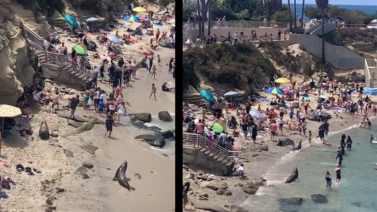 Τουρίστες vs θαλάσσια λιοντάρια