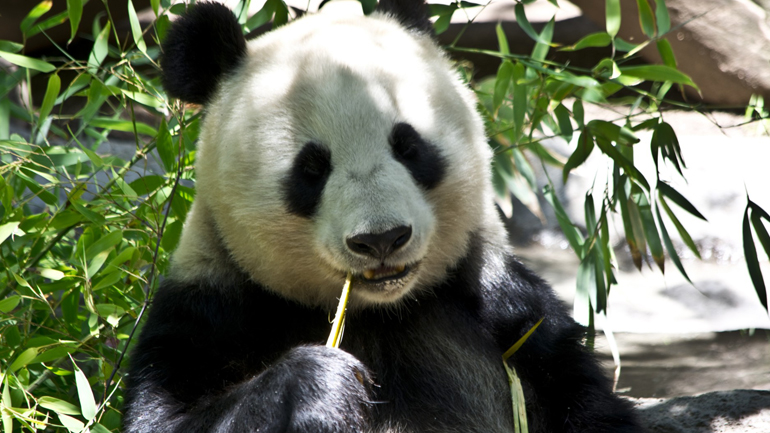 Ο «An An», το γηραιότερο αρσενικό πάντα σε αιχμαλωσία πέθανε μετά από ευθανασία