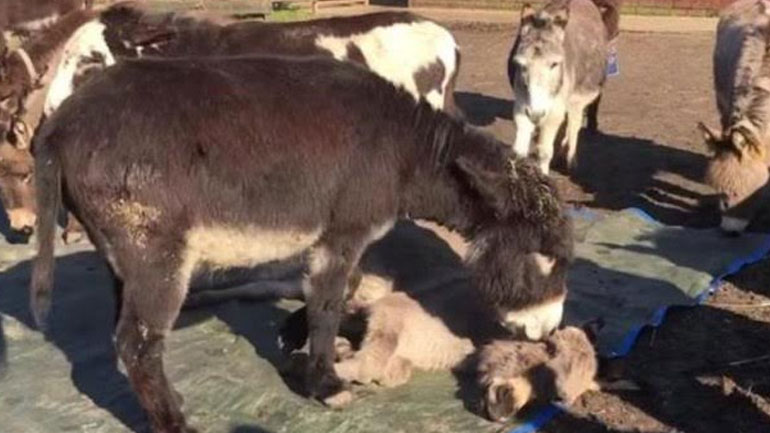 Γάιδαρος είναι, αλλά έχει και δάκρυα…