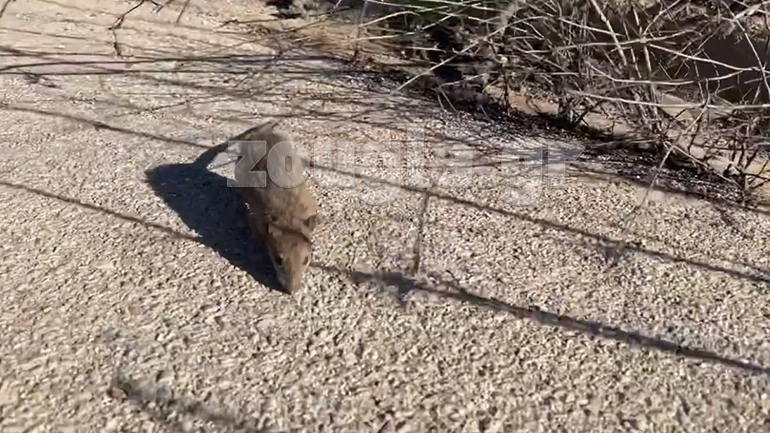 Επιβιώνοντας στα καμένα