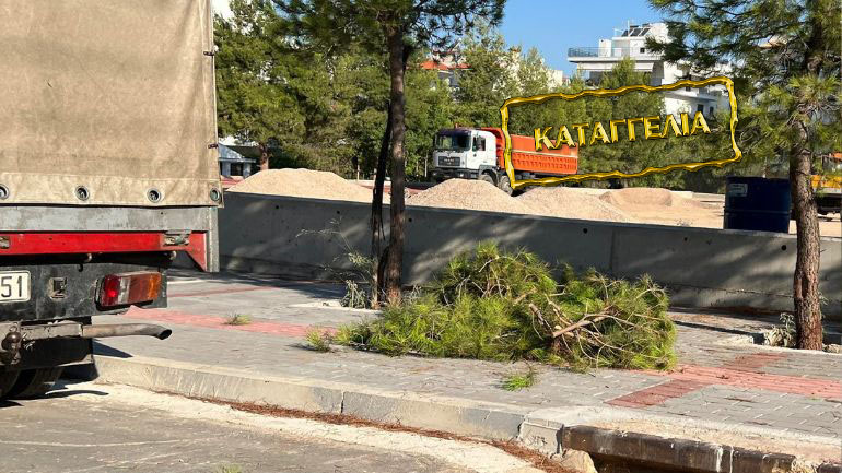 Καταγγελία: Κόβουν πεύκα από πάρκο στη Γλυφάδα επειδή… ενοχλούν