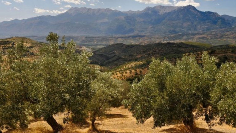 Σύστημα με drones αναβαθμίζει την λίπανση ελαιοκαλλιεργειών