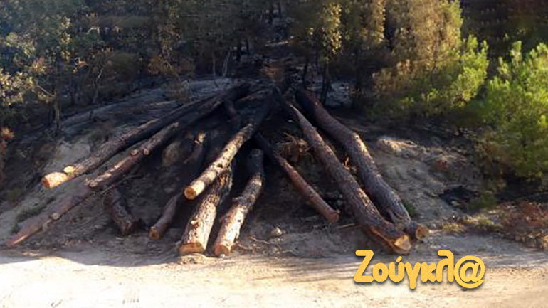 Αυτή ήταν η κατάσταση στο δάσος της Δαδιάς!