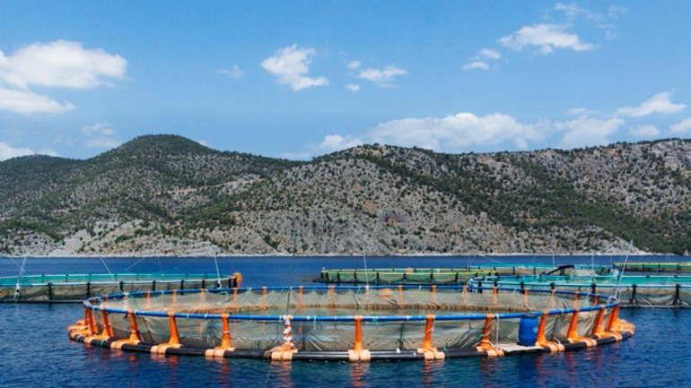 Ελληνική ιχθυοκαλλιέργεια: Ρεκόρ πωλήσεων το 2021