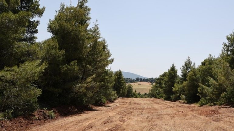 Η παγκόσμια δασική έκταση ανά κεφαλή έχει μειωθεί πάνω από 60% κατά τα τελευταία 60 χρόνια