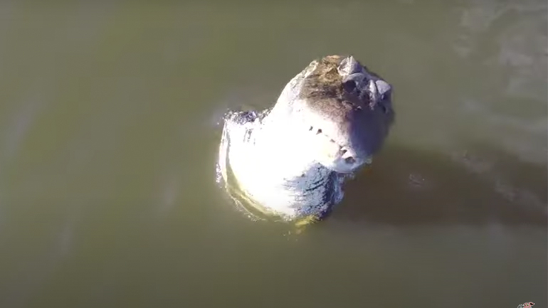 Αλιγάτορας πιάνει ένα drone