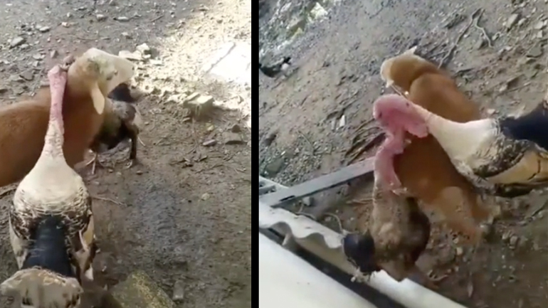 Πρόβατο χωρίζει δύο γαλοπούλες που καβγαδίζουν