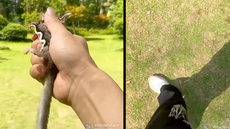 Παίζοντας με έναν σακχαροπέταυρο