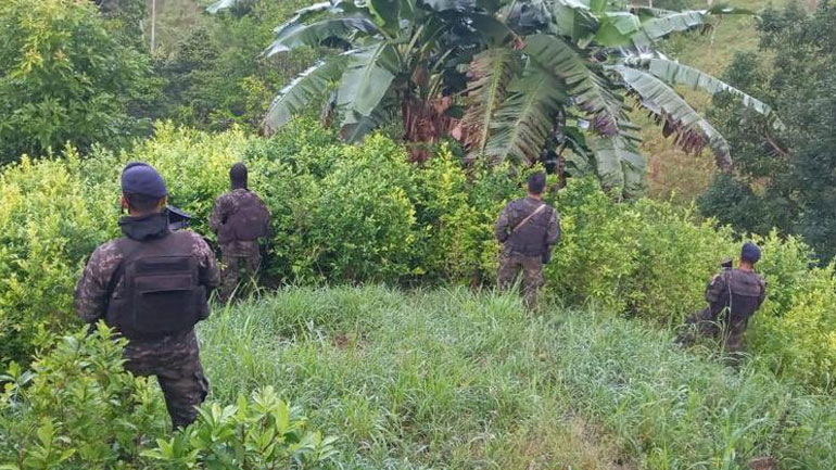 Ονδούρα: Οι Αρχές ανακοίνωσαν «ιστορική» κατάσχεση δενδρυλλίων κόκας